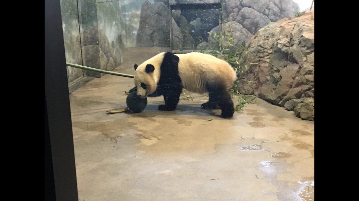 CharmCityPanda's tweet photo. I love you @pinkypanda0823 - you were always my #SoulBear - miss you so beary much! February 2016

@FamousBabiesC @bao_xiangtian @LoveGiantPandas @houseofcubs @DodgerAmes @kgahlot @kathybowler @kariek https://t.co/SNcEdYigFr