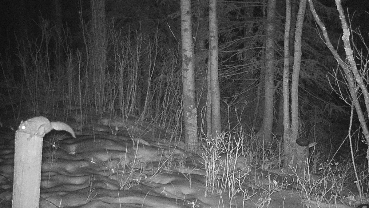 Dendritic_View's tweet photo. Although I was hoping for an owl when I targeted this fencepost (a moose likely readjusted my camera for me) it is very cool to see a flying squirrel make an appearance - one of those animals that you know is out there but never see

#NorthernFlyingSquirrel
#TrailCam https://t.co/6DTq9l6IHz