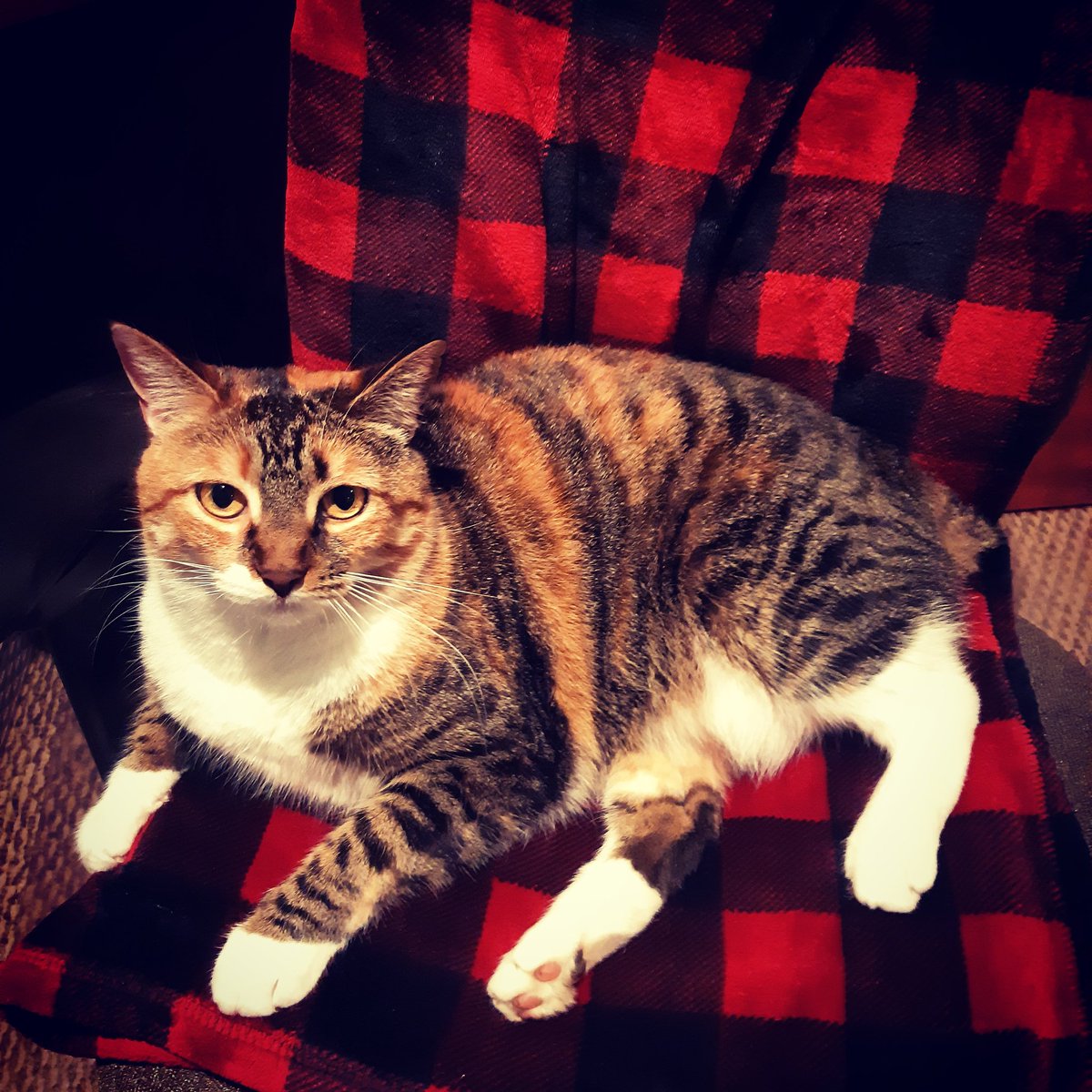 ButterCalico tweet picture
