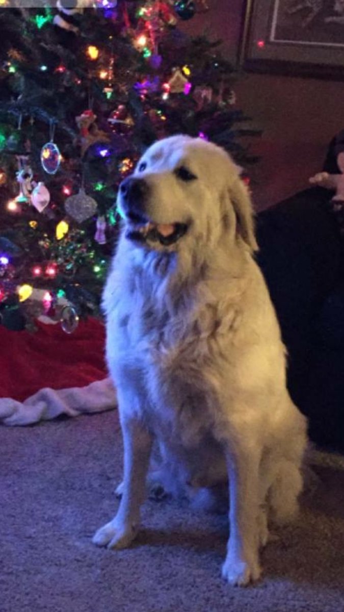 Daniel05161947's tweet photo. @Wipz Oscar he is a Great Pyrenees https://t.co/uxCOYNx8cd