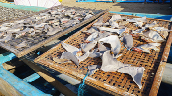 Sea Save Foundation tweet media