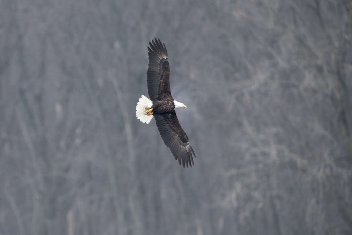 Timtay75's tweet photo. Had fun photographing American bald eagles along the Mississippi River this weekend. #baldeagles #birdsofprey #eagle https://t.co/KnlOwikJw6