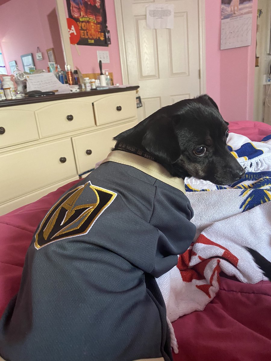 LocoLexa's tweet image. @GoldenKnights our team is fighting for a win while my (Golden) Knight won his battle after going to surgery for bladder stones that was making it difficult to pee. He’s on the road to recovery #goknightsgo #vegasstrong #dogstrong
