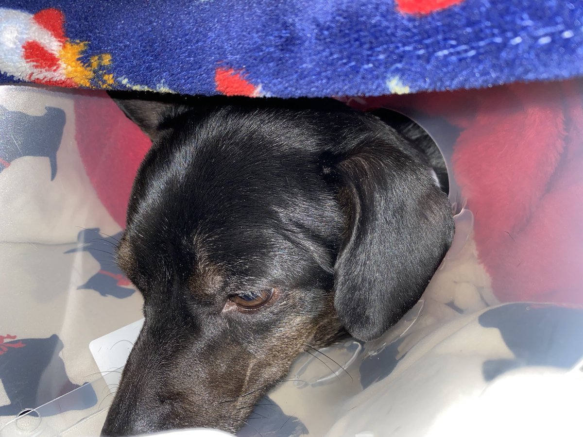 LocoLexa's tweet image. @GoldenKnights our team is fighting for a win while my (Golden) Knight won his battle after going to surgery for bladder stones that was making it difficult to pee. He’s on the road to recovery #goknightsgo #vegasstrong #dogstrong