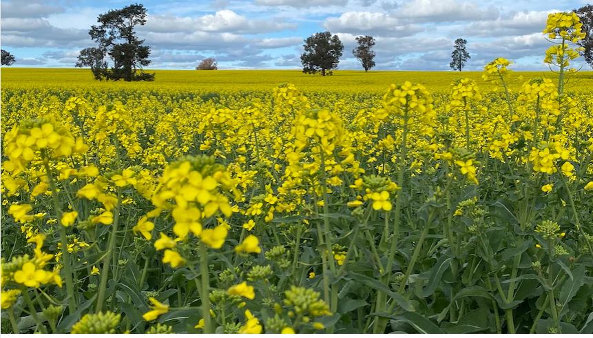 Farmers 'broadly supportive' of plans to end NSW's genetically modified crop ban <a href="/ABCRural/">ABC Rural</a> abc.net.au/news/rural/202…
