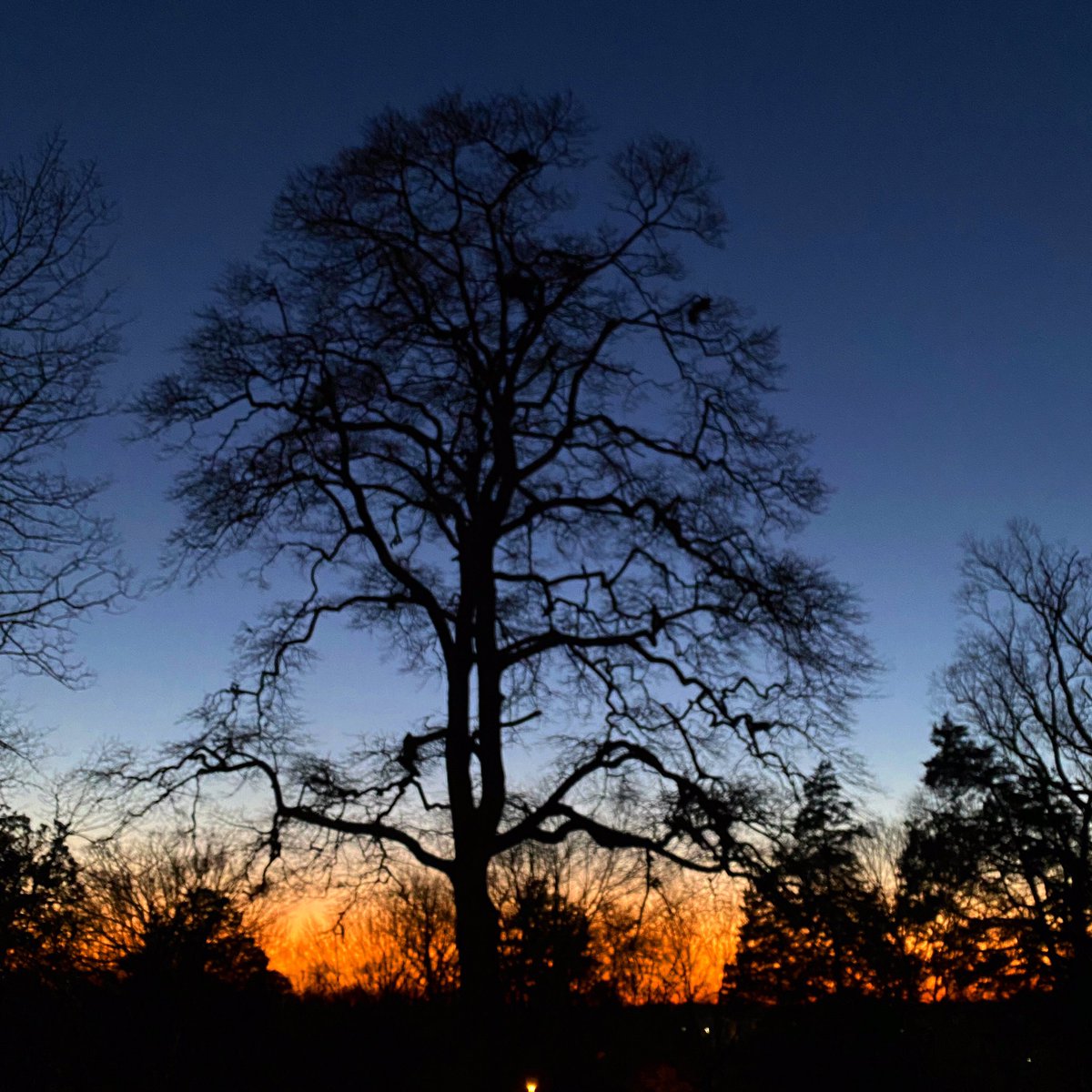 CathyLaDuke's tweet photo. Front Yard Sunset .. #springtime #eveningwalk #frontcampus #lovewhereyoulive #iphonephotography https://t.co/FtyFWv6iuo