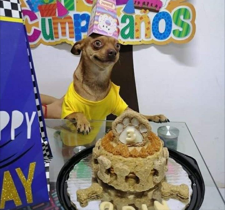 SuavesLomitos's tweet photo. 🐶🎂🥳 https://t.co/ybErJCfa9i