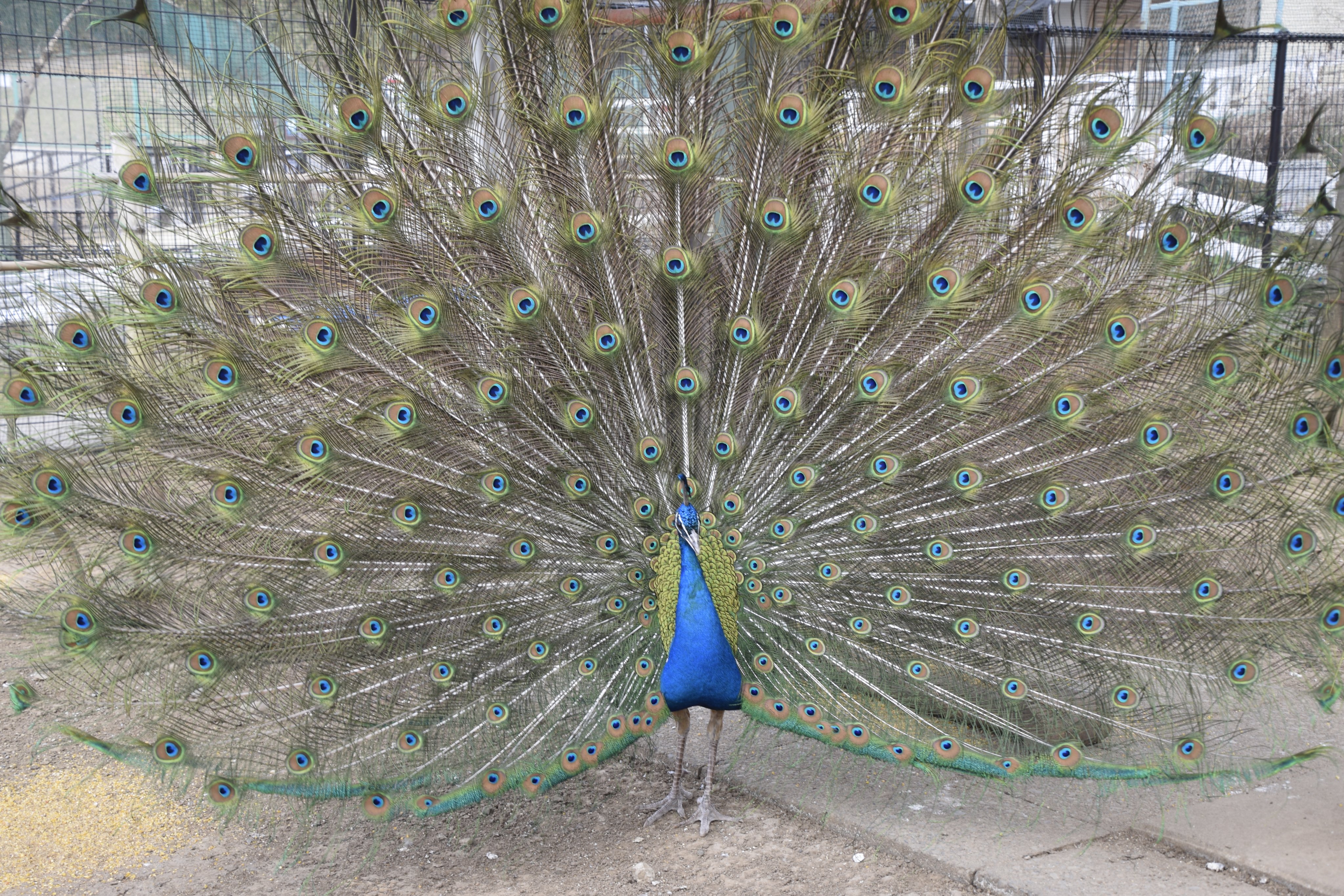 こどもの国 鳥たちのお見合いの季節 こども動物園内 クジャクドームでも羽を広げてアピールしているオスのクジャクの姿をよく目にするようになりました 立派ですね クジャク こどもの国 雪印こどもの国牧場 こども動物園 T Co Axlpnidnt4