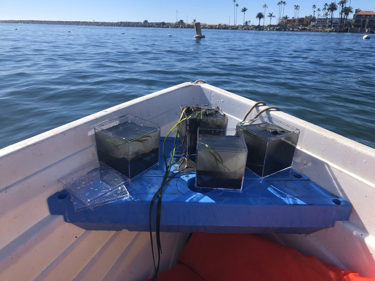 Aqueous_Eryn's tweet photo. Happy #WorldSeagrassDay from the Kerckhoff Marine Lab! https://t.co/ouBXdDaGlw