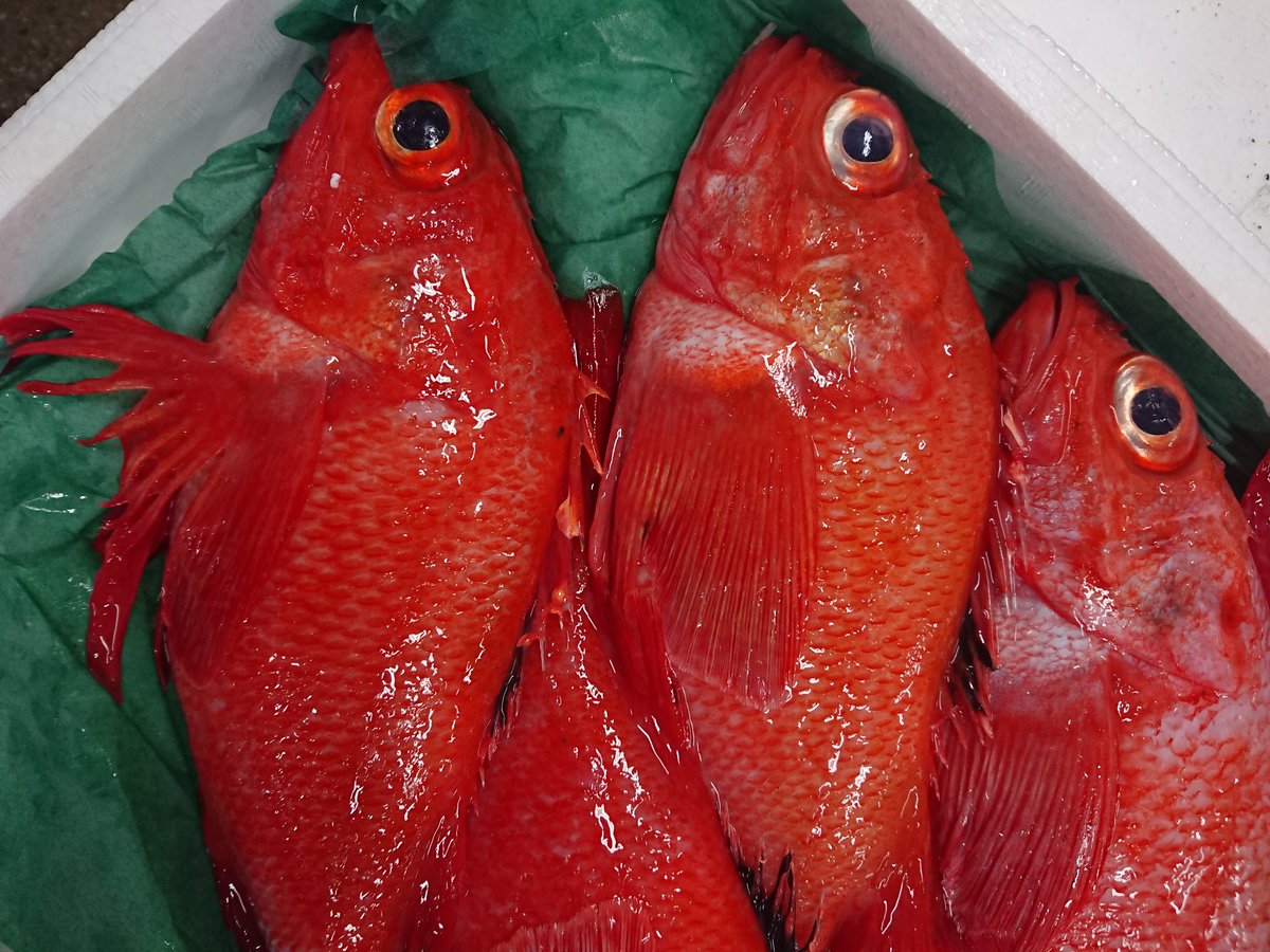 ট ইট র 北海道のお魚図鑑by札幌中央卸売市場 仲買人 久々に根室産キンキが入荷しました 時化や流氷の影響でキンキの入荷が凄く少ないです なので1尾5000円を越えています 北海道 札幌 根室 札幌中央卸売市場 キンキ めんめ 高級魚 海 流氷 ট ইট র 北海道のお魚図鑑by札幌中央卸売市場 仲買人 久々に根室産キンキが入荷しました 時化や流氷の影響でキンキの入荷が凄く少ないです なので1尾5000円を越えています 北海道 札幌 根室 札幌中央卸売市場 キンキ めんめ 高級魚 海 流氷