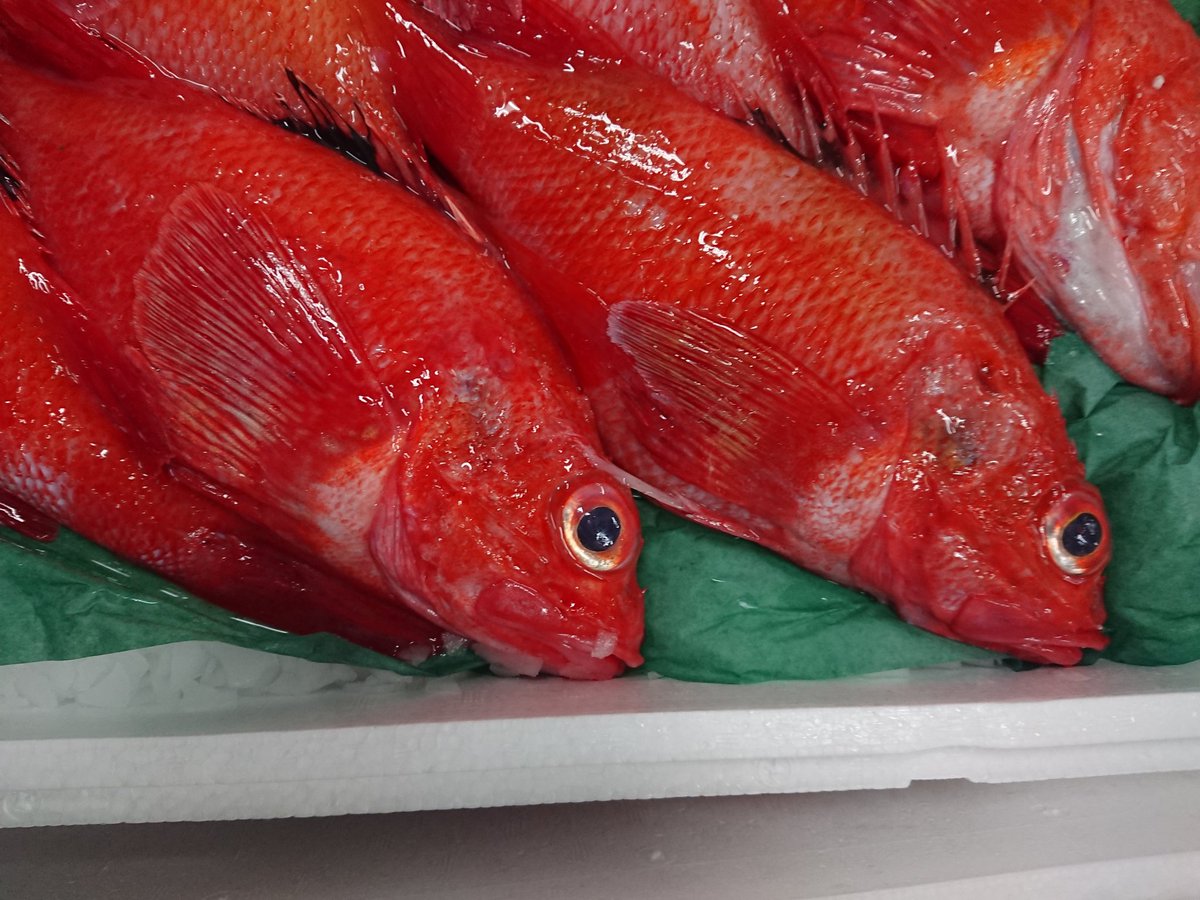 ট ইট র 北海道のお魚図鑑by札幌中央卸売市場 仲買人 久々に根室産キンキが入荷しました 時化や流氷の影響でキンキの入荷が凄く少ないです なので1尾5000円を越えています 北海道 札幌 根室 札幌中央卸売市場 キンキ めんめ 高級魚 海 流氷 ট ইট র 北海道のお魚図鑑by札幌中央卸売市場 仲買人 久々に根室産キンキが入荷しました 時化や流氷の影響でキンキの入荷が凄く少ないです なので1尾5000円を越えています 北海道 札幌 根室 札幌中央卸売市場 キンキ めんめ 高級魚 海 流氷