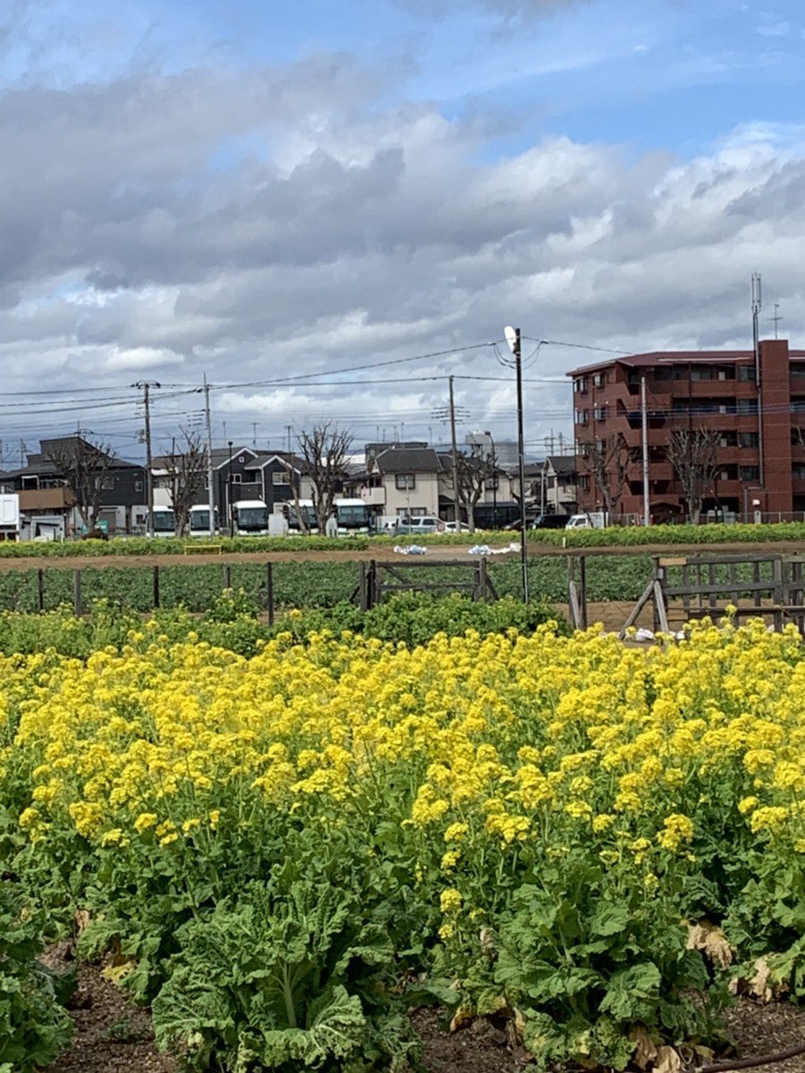 母より武蔵村山市の春の訪れが届きました✨「菜の花ガーデン武蔵村山」は、暖くんと菜々ちゃんが間接的に出会った場所としてもお馴染みですね?✨ #GANMA! #MM教え隊 