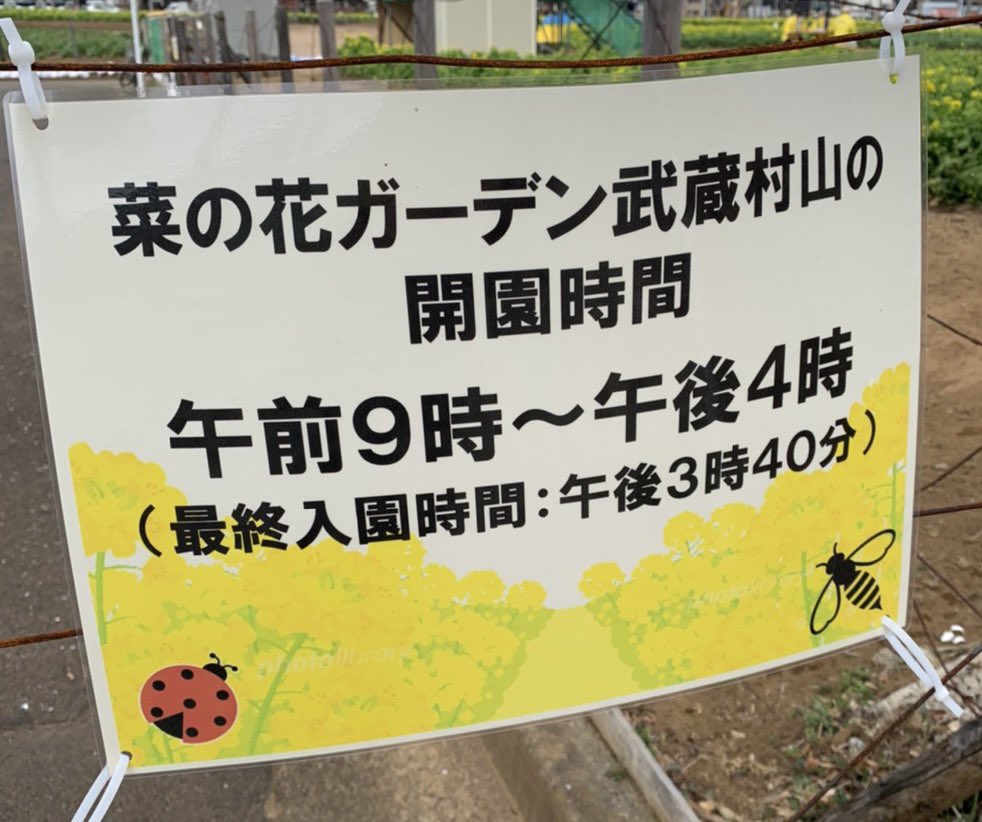 母より武蔵村山市の春の訪れが届きました✨「菜の花ガーデン武蔵村山」は、暖くんと菜々ちゃんが間接的に出会った場所としてもお馴染みですね?✨ #GANMA! #MM教え隊 