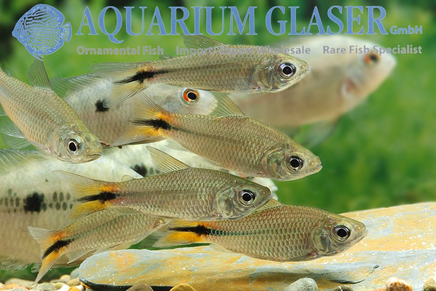 aquariumglaser's tweet photo. #Curimatopsis #macrolepis
find more details and pics @ https://t.co/kgExUnuDLM https://t.co/jYM4MyZCHU
