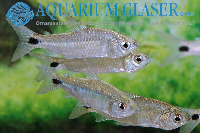 aquariumglaser's tweet photo. #Curimatopsis #macrolepis
find more details and pics @ https://t.co/kgExUnuDLM https://t.co/jYM4MyZCHU