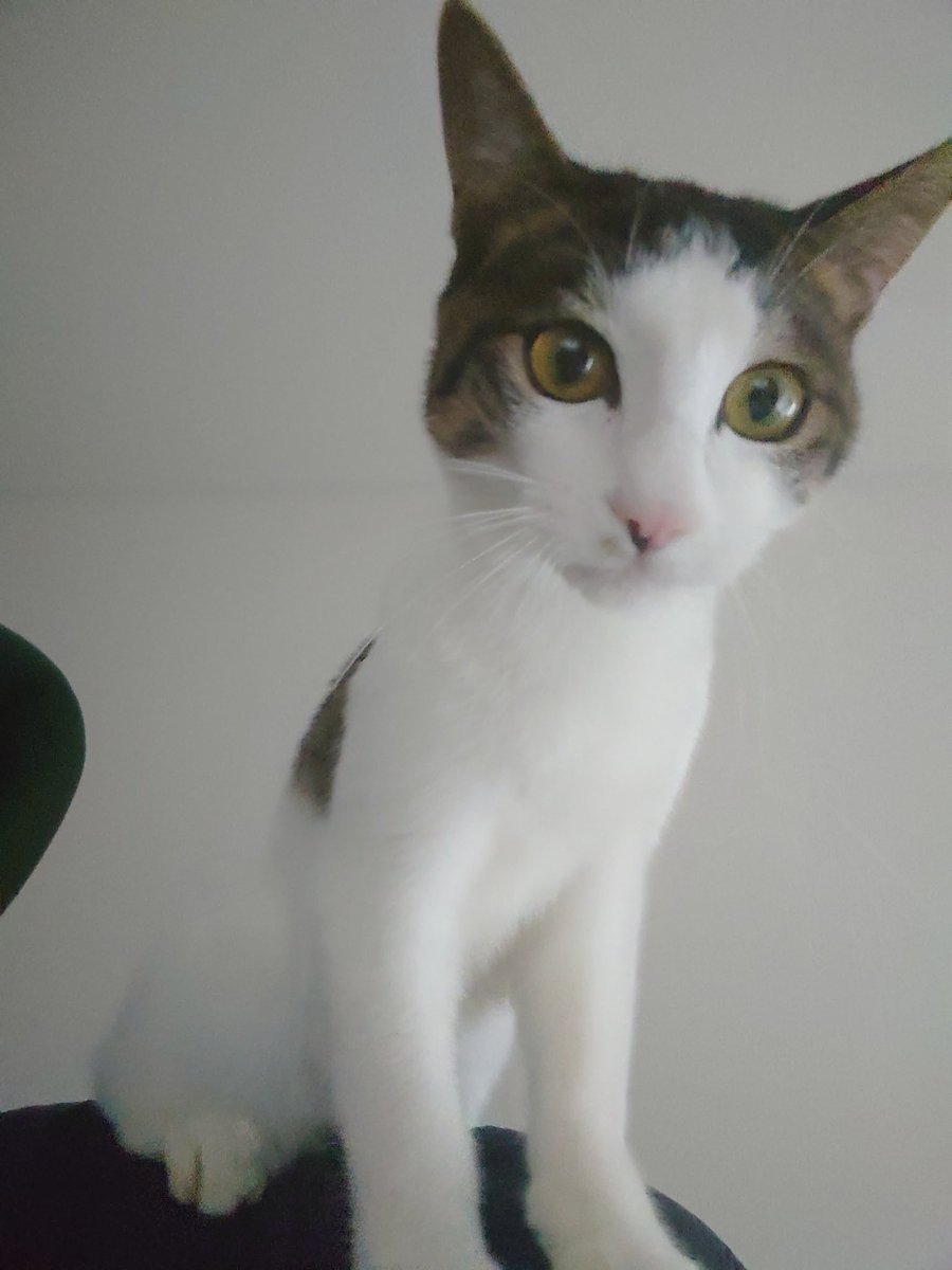 nyoechn's tweet photo. 猫使い
#猫のいる幸せ #猫のいる暮らし https://t.co/NDJRraRcf0