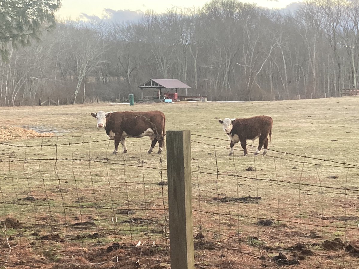 celticmouse8's tweet photo. Cuties I saw today on my daily walk. The little baby one came running over when he saw me. Such lovely animals 🥰 https://t.co/eAiLJVRqOG