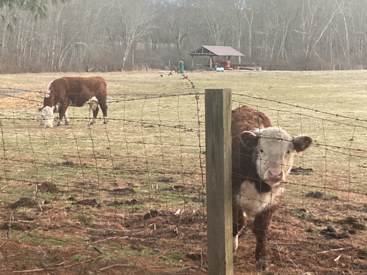 celticmouse8's tweet photo. Cuties I saw today on my daily walk. The little baby one came running over when he saw me. Such lovely animals 🥰 https://t.co/eAiLJVRqOG