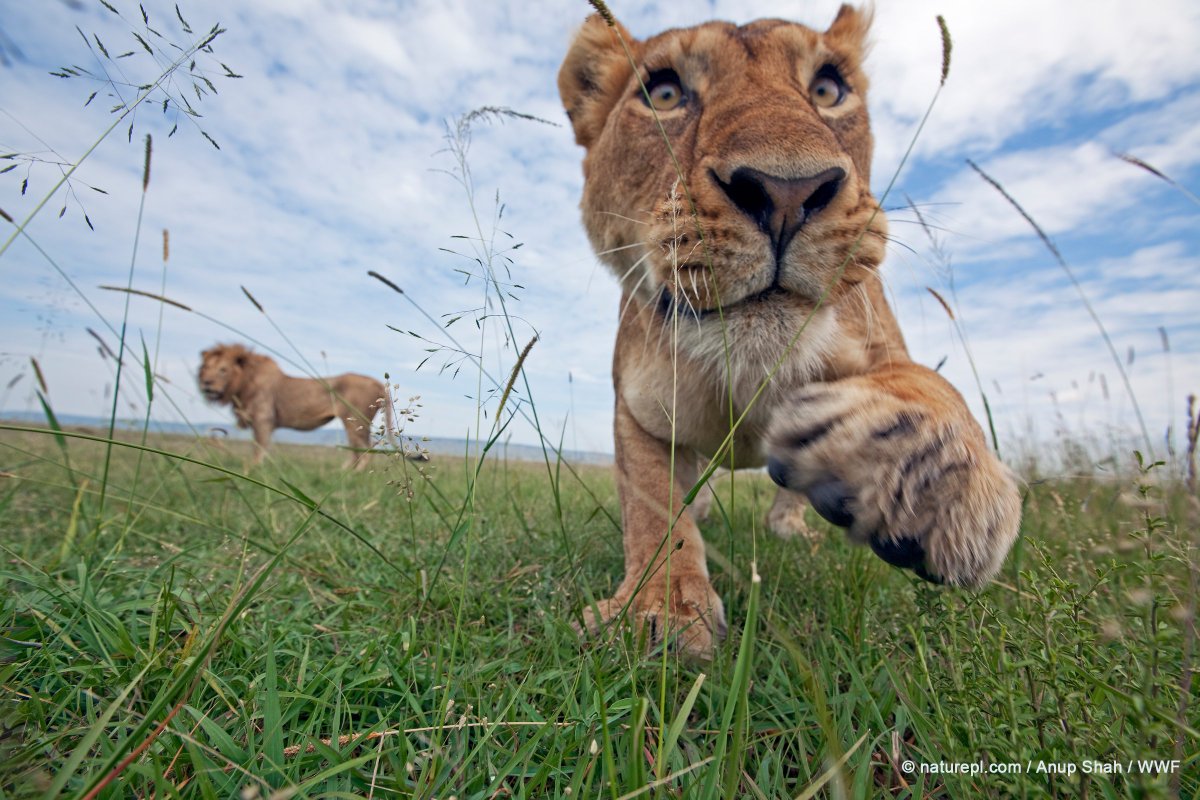 WWF's tweet photo. With perilously low wild tiger populations, there’s another target for poachers: lions. Lions have seen a 40% population decline within the past three generations. They are now faced with an even greater threat as their bones are being used as substitutes for tiger bones 🐯 https://t.co/iyfiR9Fhh4