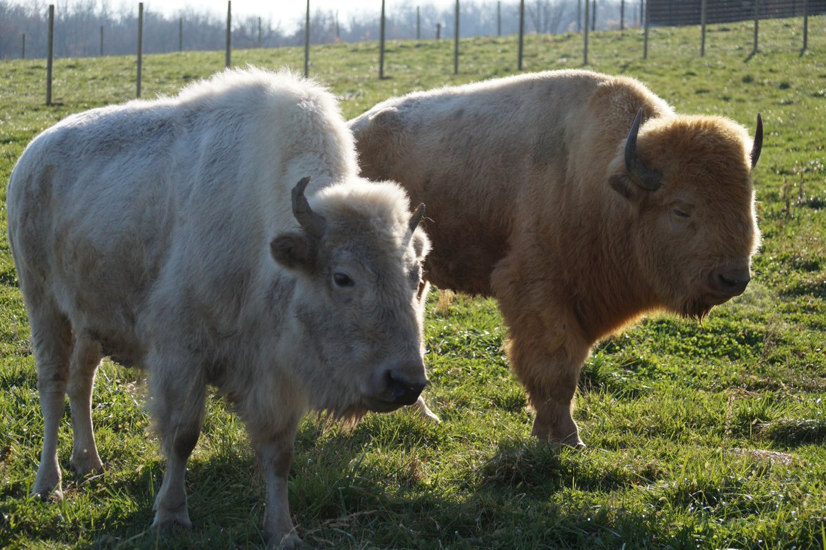 WildlifePrairiePark tweet media