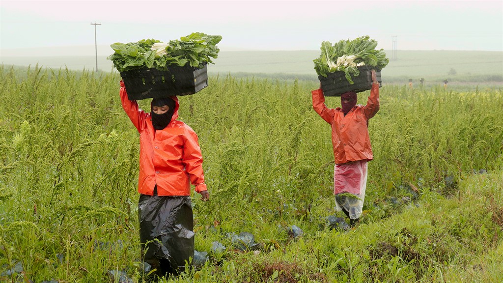 BISouthAfrica's tweet photo. New SA platform secures 270 tons of food for poor households by connecting them with farmers https://t.co/P5gNqbNYWu https://t.co/AFaHUtel0c