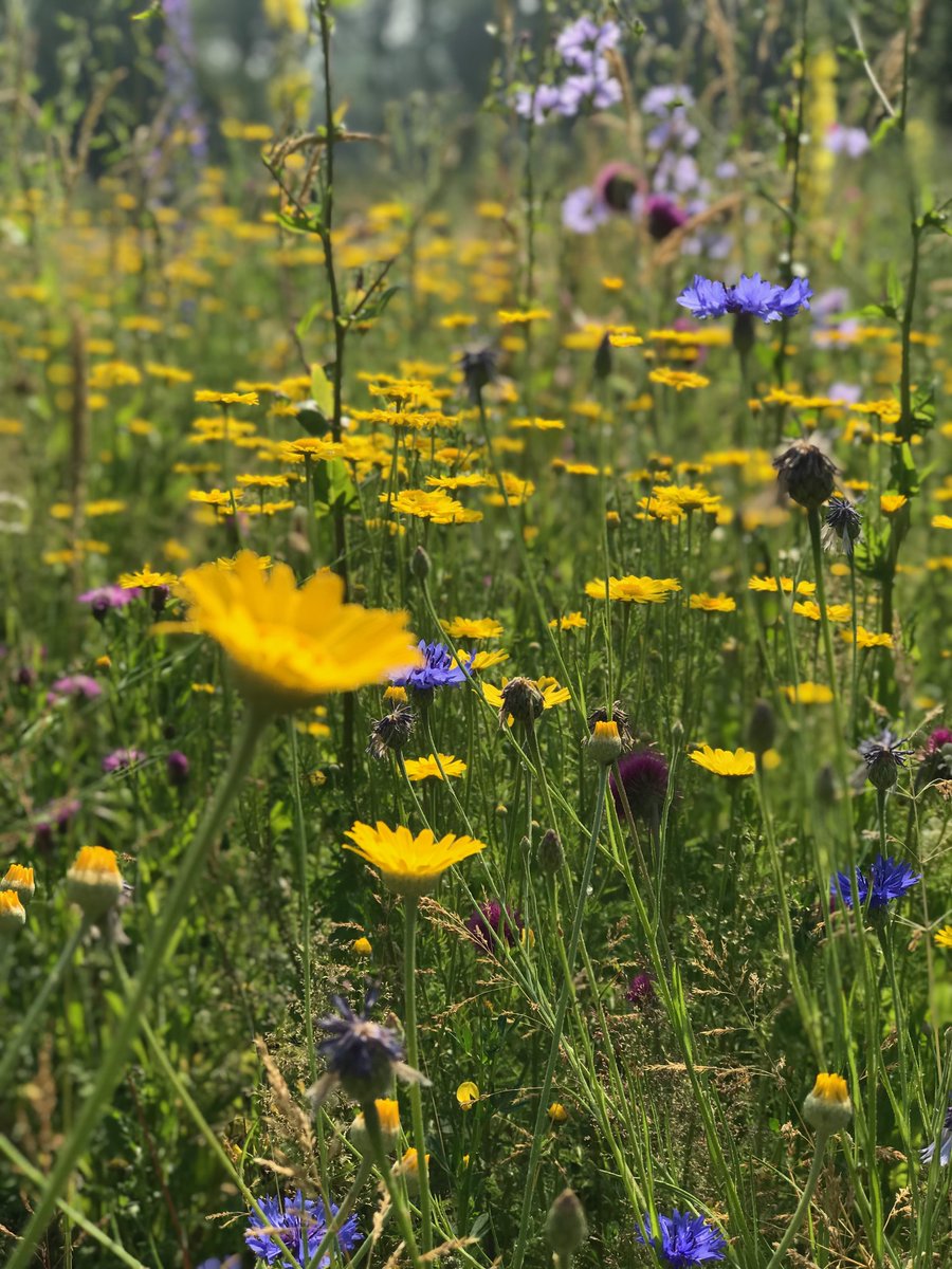 #bloemenlintlimburg Wauw! Er is al meer dan 50 hectare aan bloemenzaadmengsel aangevraagd. 🌼🐞

Samen met Provincie <a href="/limburg/">Provincie Limburg</a> realiseert Stichting IKL een kleurrijk bloemenlint door Limburg. Wil jij ook een bijdrage leveren? Kijk op bloemenlintlimburg.nl.