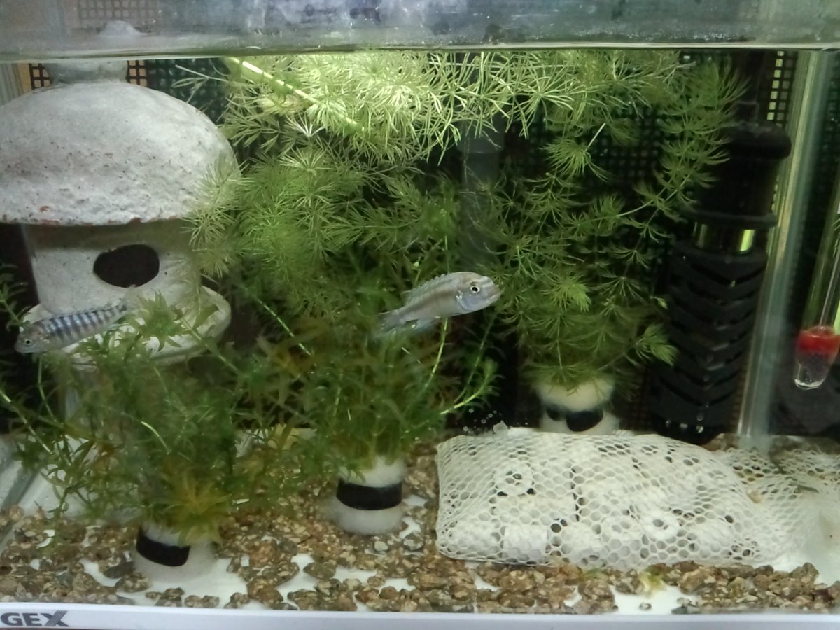 萌ケンマックス Kenj1 最近までは水草を入れていなかったアフリカンシクリッド水槽 あえて無機質さのままの方が観賞にはかっこよかったかも 二枚目はロックシュリンプ 手前のミナミヌマエビと比較すると大きさが良く分かります アクアリウム