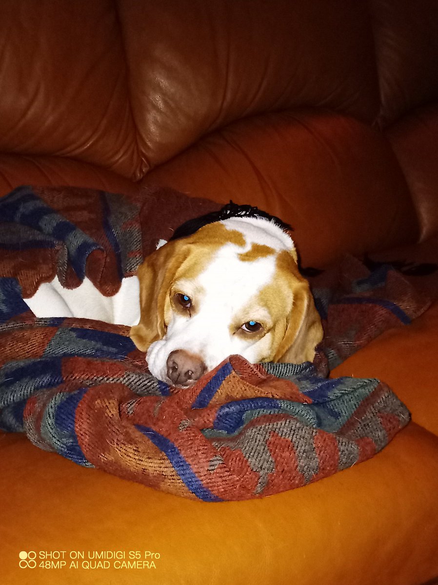 MontyBeagle's tweet photo. @ShadowLakeDog S'ok, I just peed on big bed, didn't like mummy goings off to works wrong time...so I pees.....that shows her. https://t.co/2E4ZxY4A78