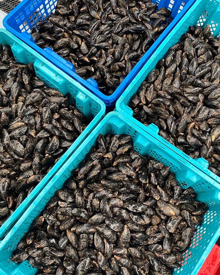 naMaraShellfish's tweet photo. Mussels:
Diúilicín 🇮🇪
Mossel 🇳🇱
Moule 🇫🇷
Musling 🇩🇰
Mejillón 🇪🇸
However you say it.. we all love em!!
#realtnamarashellfish #irishmussels #Diúilicín #Mossel #Moule #Musling #Mejillón #moules #irishshellfish #mussels #Cromanemussels #cromane #wildatlanticway #supportlocal https://t.co/XLE4jDf4NP