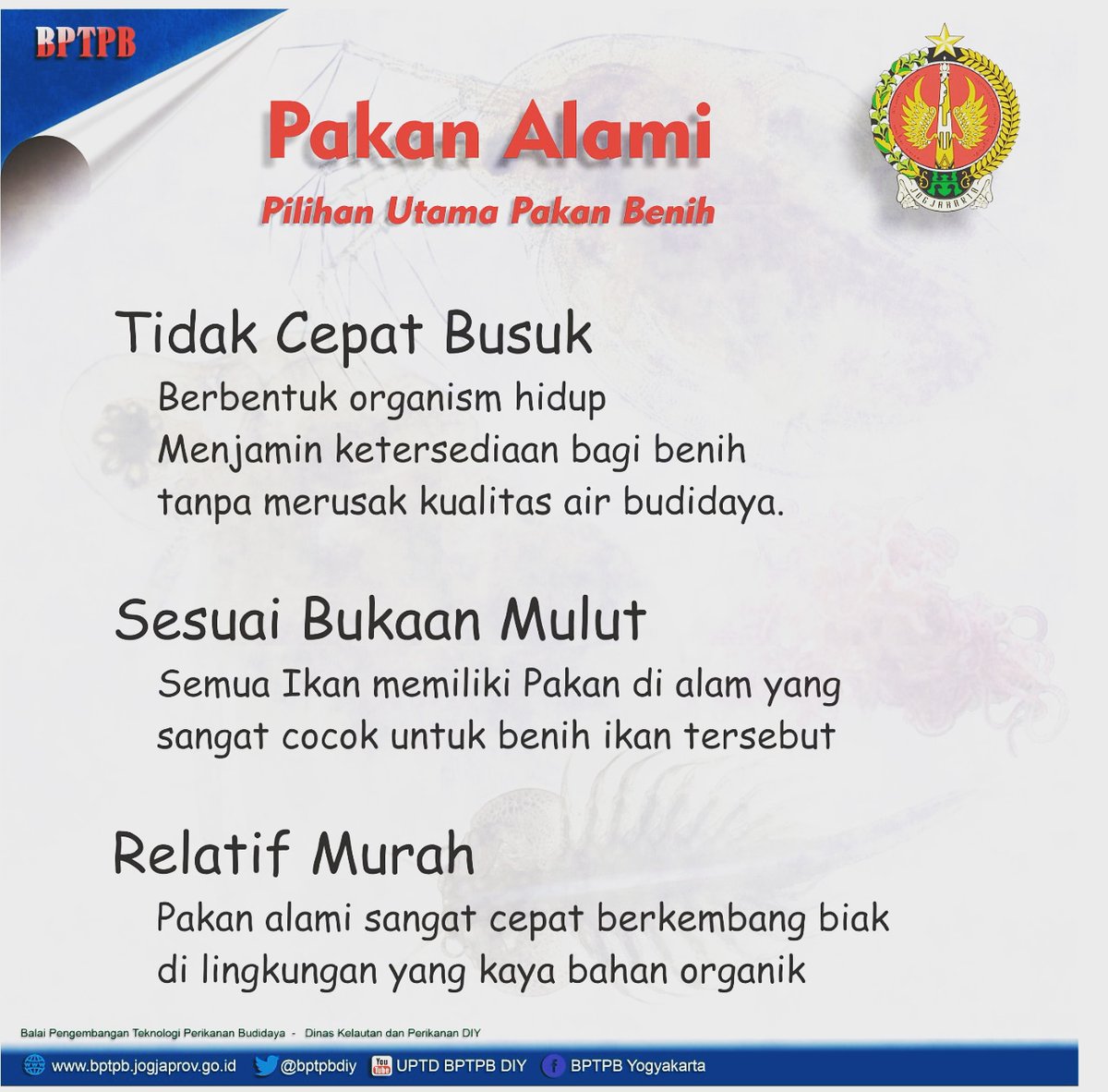 bptpbdiy's tweet photo. Halo Sobat Budidaya, Kali ini kita mau bahas pakan alami, simak ya Guys !

#pakanalami #budidayaperikanan #jogjaistimewa https://t.co/GfqxlghO4p