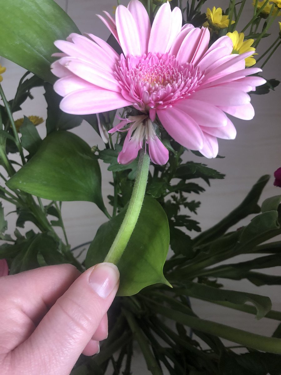 Lucy__Hall's tweet photo. @marksandspencer hi can you please tell me how to get a refund for these flowers which arrived half dead. Can’t find your email on your website https://t.co/ET9JIssJnV