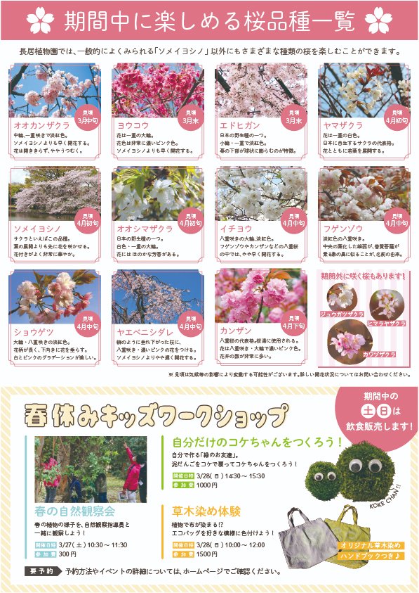 nagaib's tweet photo. 【桜ウィーク】

春の長居植物園では、「ソメイヨシノ」の他に、鮮やかなピンク色の花を咲かせる「ヨウコウ」、八重咲き・大輪の花を咲かせる「ショウゲツ」など、開花時期の異なる桜が次々と見頃を迎えます。

▼詳しくはコチラ
https://t.co/7R4Re0MjT9 https://t.co/TSFSD3yJ6I