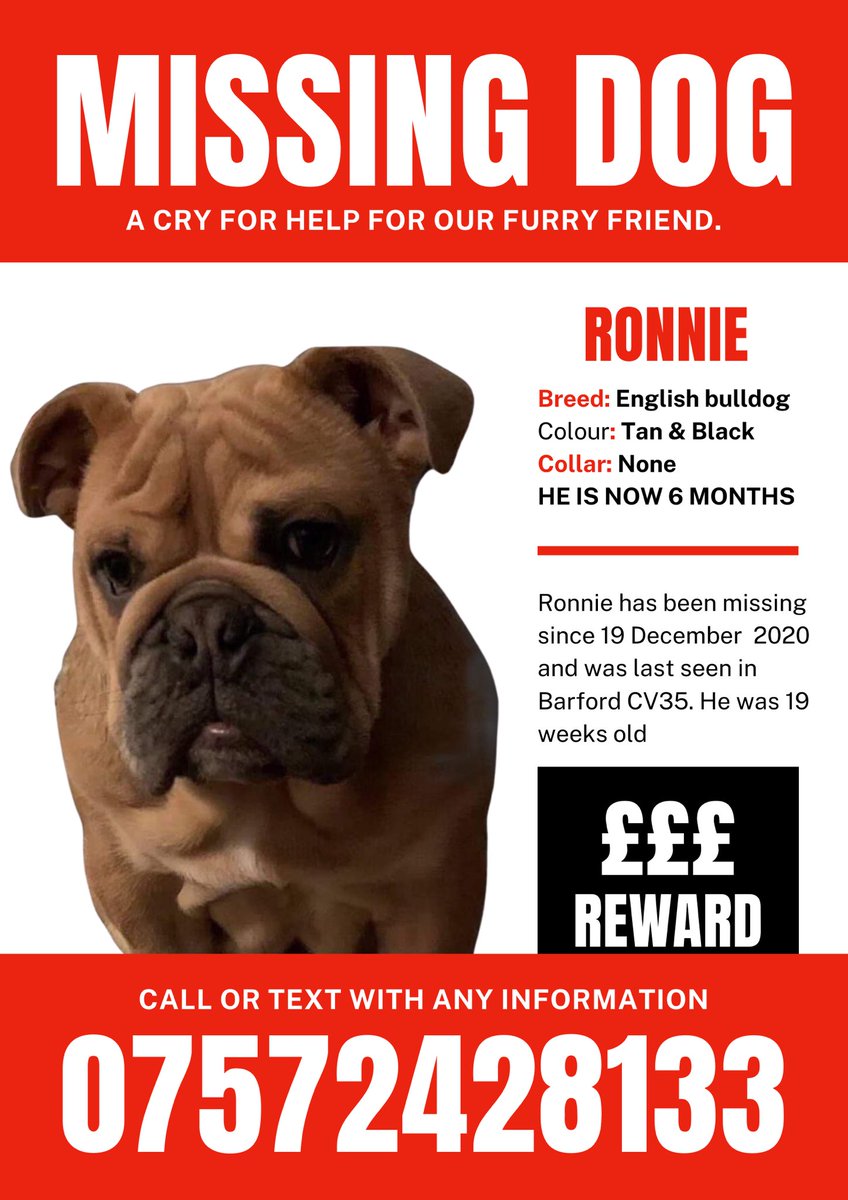 #RETURNRONNIE The sun is shining spring is in the air let’s do the right thing and get Ronnie home for Easter @rickygervais @JasonManford @Dr_Dan_1 @MissingPetsGB @BrendaBlethyn @LewisHamilton