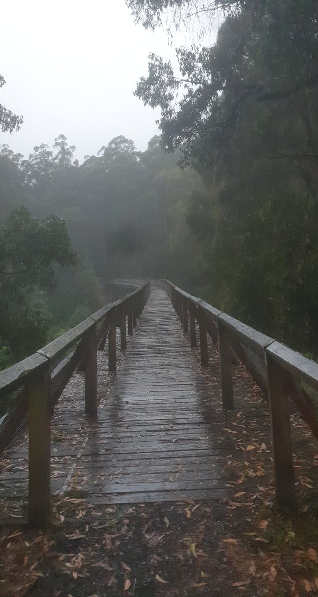 d_dzia's tweet photo. I can't decide what I like most... 😩 So beautiful! #roadtrip #australia #forest #beaches https://t.co/90EipGvhly