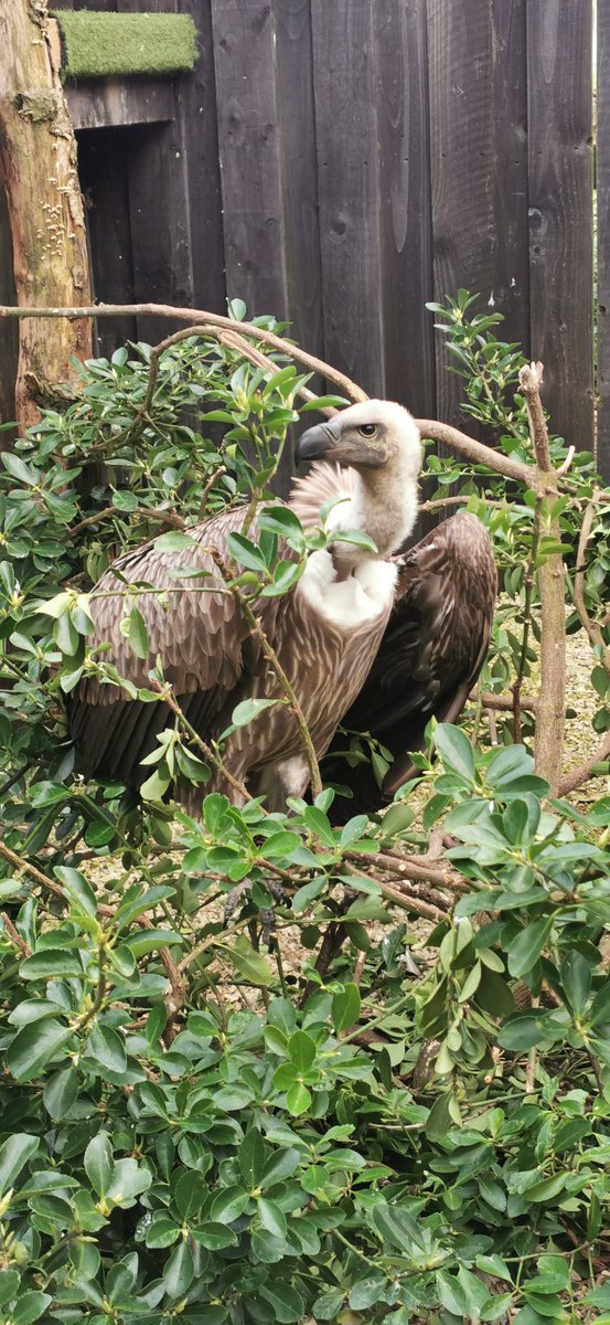 Caught Gypsy, the African White-backed Vulture doing a spot of gardening.

#Vulture #milletsfalconry