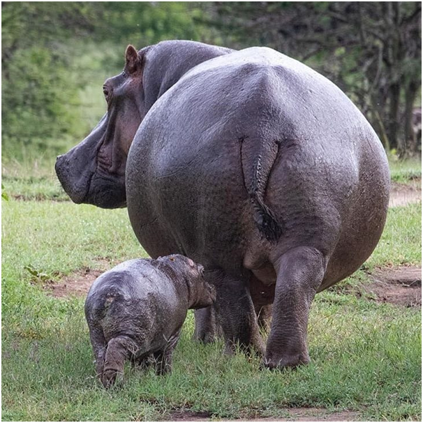 What a cute baby hippo!!! 

Hippos are really fascinating to look at them very close and live while browsing or in their pool.

#hippo #hippopotamus #kenyasafari #kenyaunforgettable #manyara #animalphotography #photooftheday #nationalgeographic #nature #naturephotography #nature