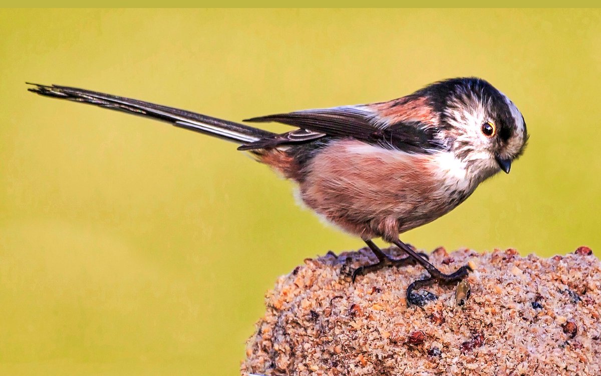sleepyman347's tweet photo. #wildlife #nature - I’m at home and have limited mobility at the moment following a near fatal incident. So, here’s one I took earlier - a cheeky Long-tailed Tit outside our kitchen. Stay safe. https://t.co/8X17qogyoM
