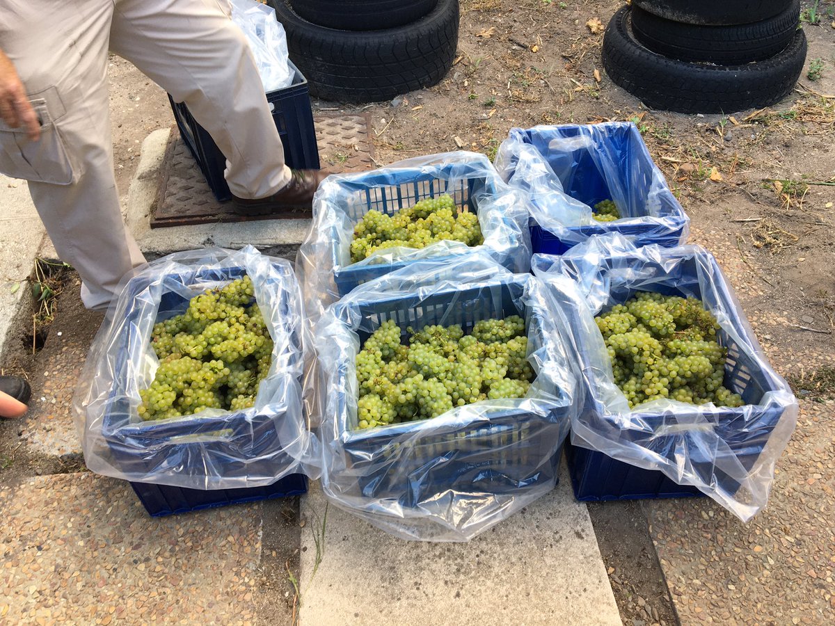 <a href="/Vineyard_Hotel/">The Vineyard</a> harvesting the first vintage of Chardonnay which will be heading to <a href="/KleinConstantia/">Klein Constantia</a> to become a Blanc de Blancs MCC made by <a href="/mattrobday/">Matthew Day</a>. <a href="/Roy_Davies/">roy davies</a> <a href="/AngelaLloyd1/">Angela Lloyd</a> #harvest2021 #chardonnay #Bubbly