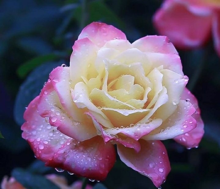 R_naturebeauty's tweet photo. Unusual things cannot be replaced...
💜💜💜💜💛💛💛💛💛💜💜💜💜 https://t.co/HfaE2ARHTu
