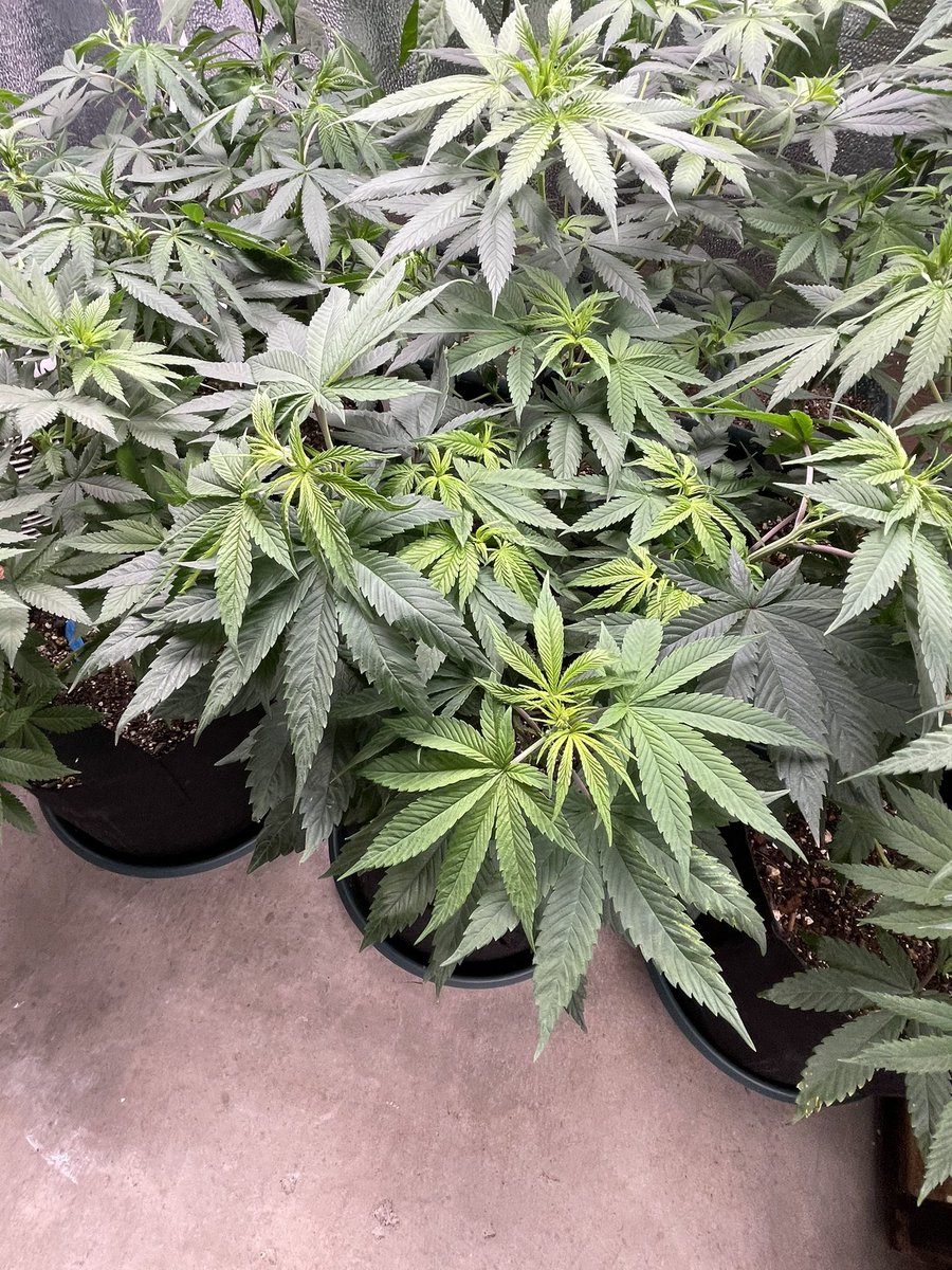 J Javier tweet media