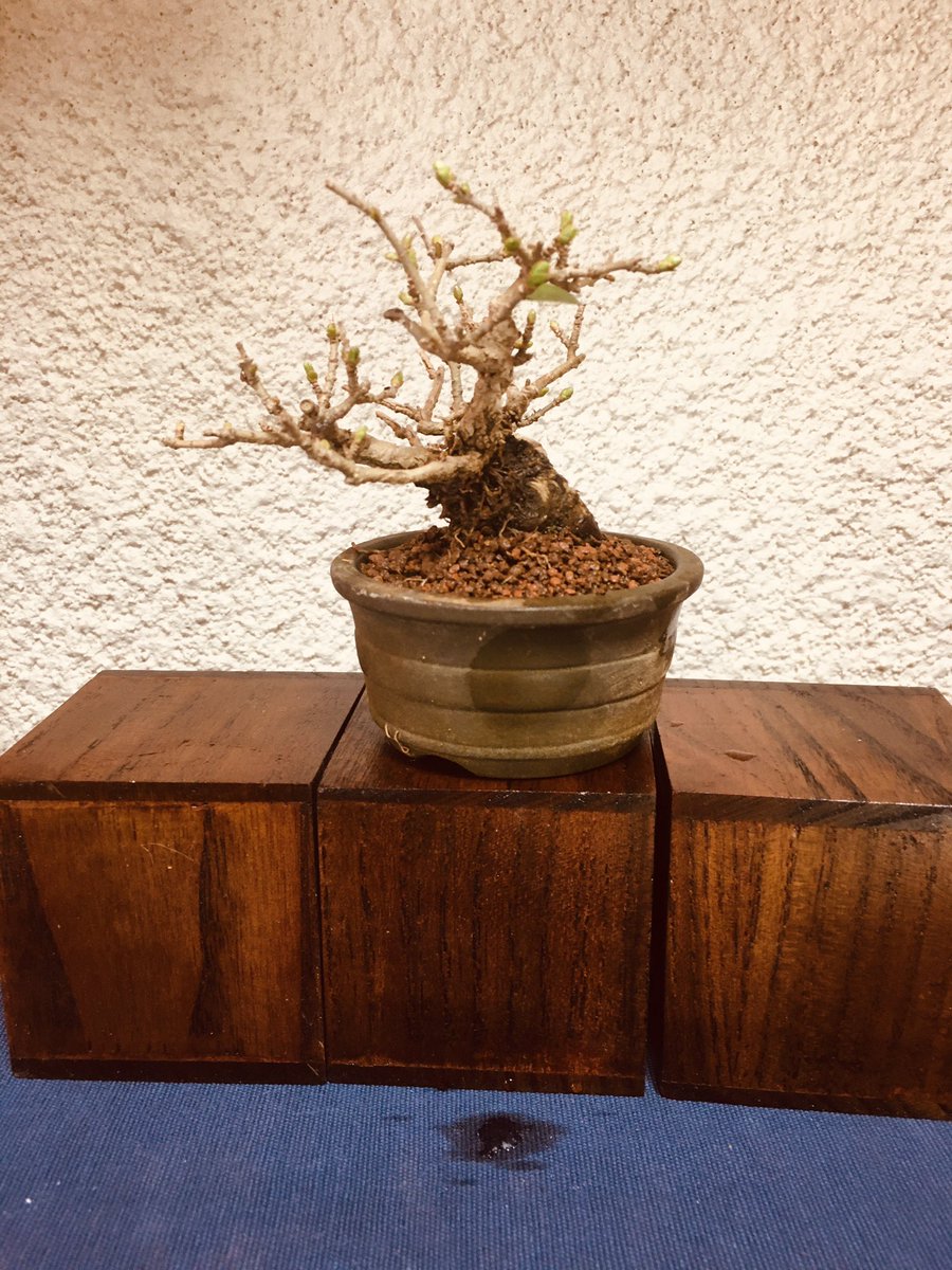 小枝と器 信心 V Twitter 昨日からはじめた植え替えですが思うようにはかどりません 今日は西洋カマツカとイボタにピラカンサなどです
