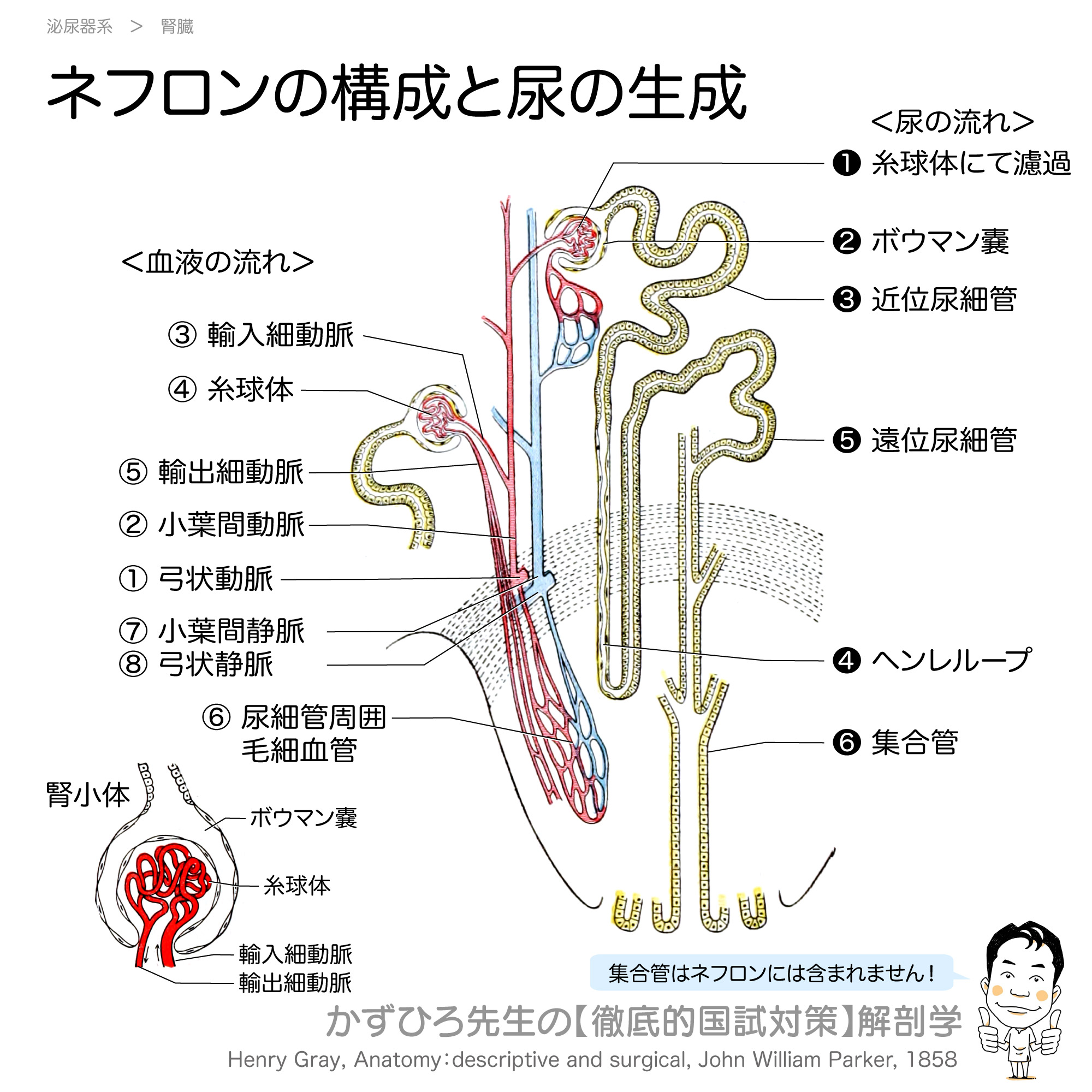 泌尿・生殖器疾患 泌尿器外科 2024年5月号（Vol.37 No.5） – 医学図書出版