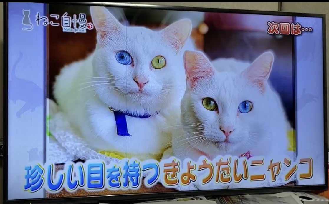 明日はひな祭り🎎 そして テレビの放送日だにゃ💖 BS-TBS『ねこ自慢