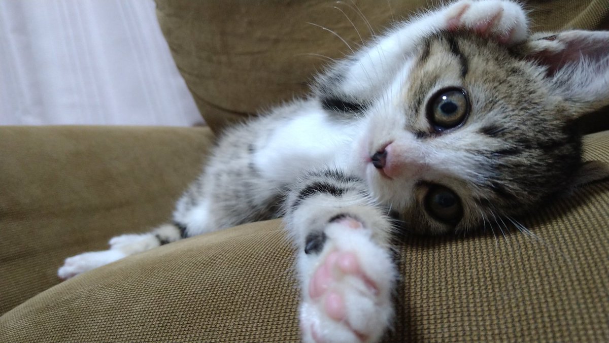 スグル ヤマト運輸のシンボル的なあの猫マークは実はヤマトオリジナルのものではなく過去に業務提携した米国の運送会社アライド ヴァン ラインズ社の 親子猫マーク を参考にアレンジしたもの