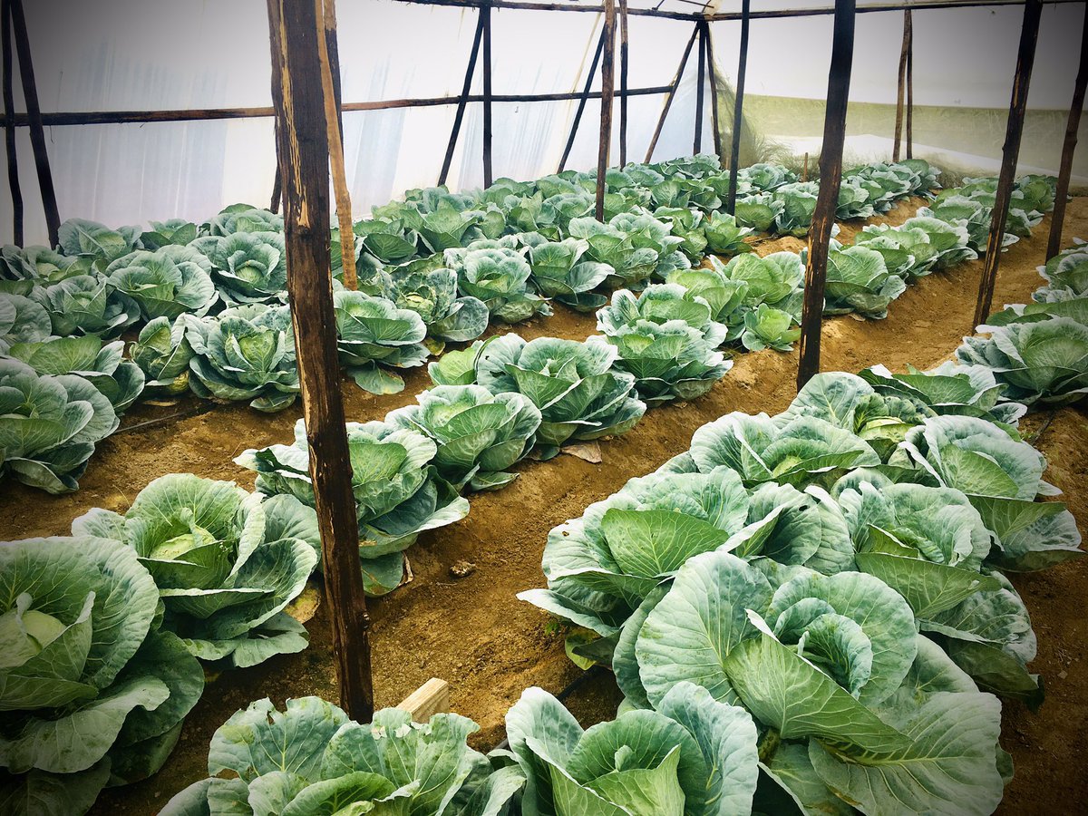 FarmSayi's tweet photo. Usd1 per head-#Mguza #Bulawayo #IsitsheboEbantwini https://t.co/DKCTar0dX2