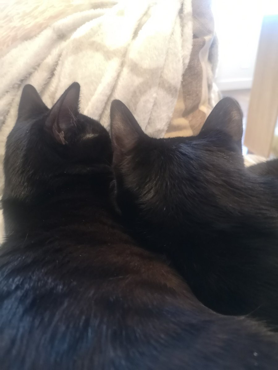 Drounz's tweet image. Brother &amp;amp; Sister