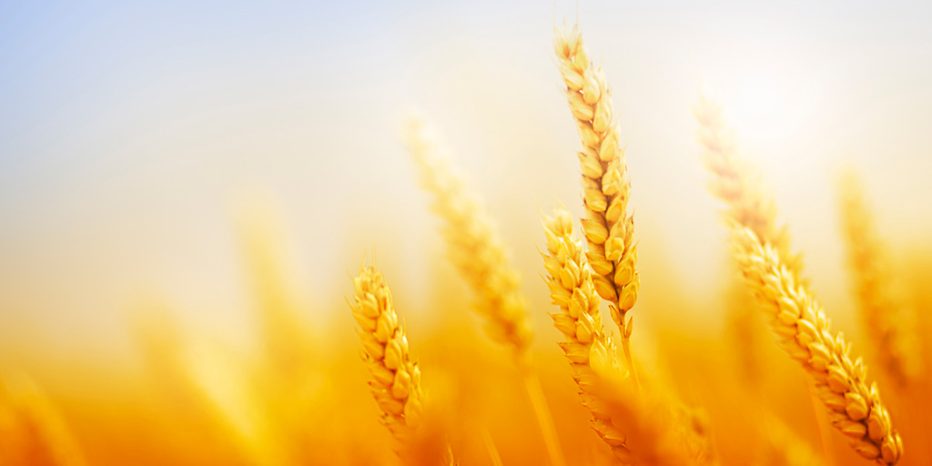 Tuottajalle kiitos -stipendit haettavissa viljelyn kehittämiseen ja tiedon jakamiseen nyt jo kolmannen kerran. Haku on avoinna 31.3. saakka. <a href="/VaasanSuomi/">Vaasan</a> <a href="/kryhma/">K-ryhmä</a> #tuottajallekiitos #viljelijästipendi #viljelynkehittäminen
bit.ly/3bNyMrk