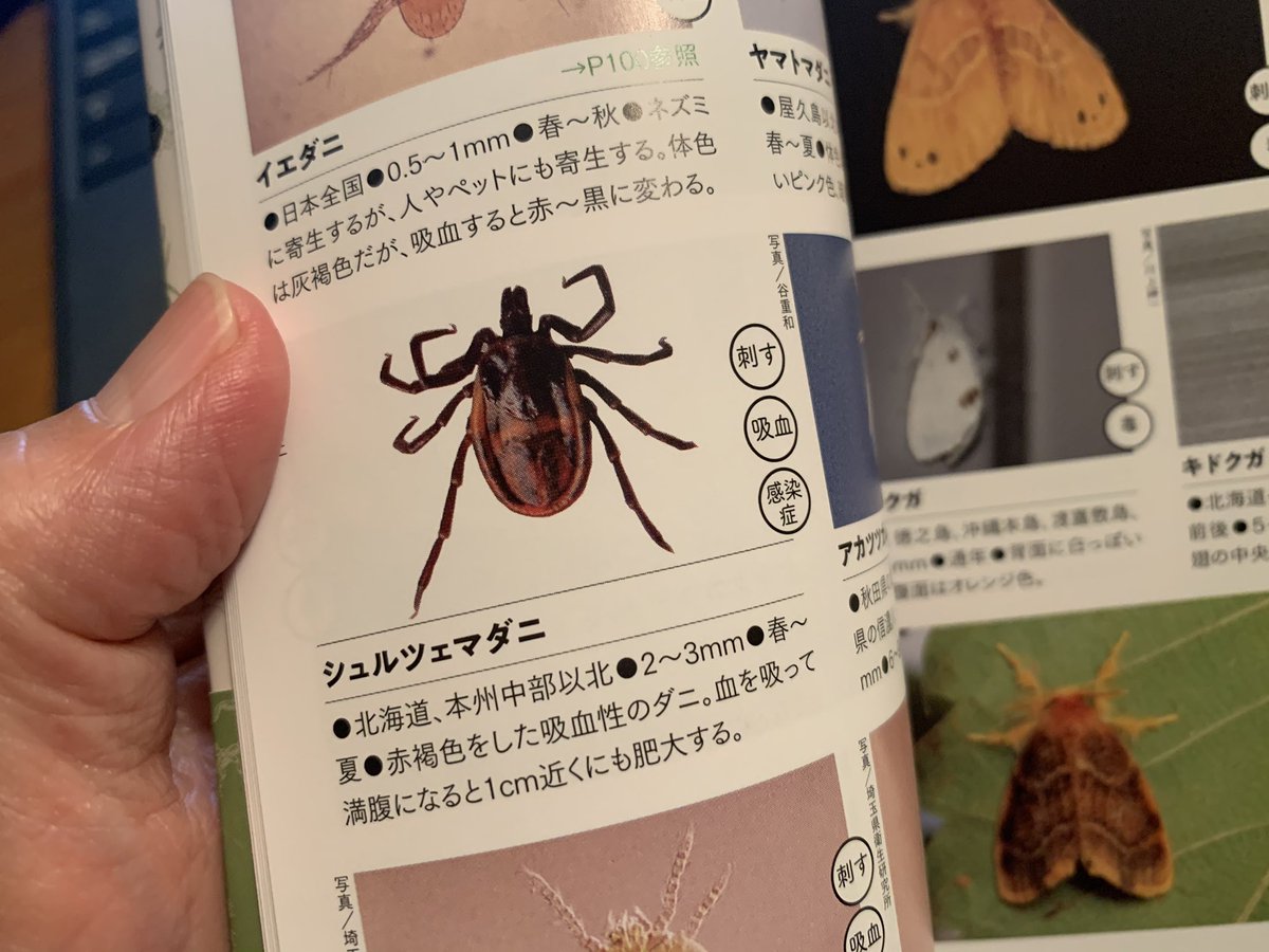 山と溪谷社いきもの部 ヤマケイ文庫 野外毒本 の危険生物から私自身の体験例を紹介するコーナー このシュルツェマダニの写真は私のふくらはぎに食いついたやつです 奥多摩で歩き始めて30分でやられました マダニ類はいまや大きな社会問題ですよね