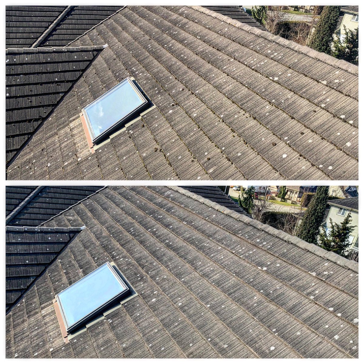 RMJPropertyS's tweet photo. Before and After: Moss growth, if left untreated - will damage tiles/shingles and depreciate the lifespan of your roof. 
Backed by warranty, our moss removals are always done with an attention to detail to protect your home. # mossremoval #vancouver #rmjpropertyservices https://t.co/2nPKfEqA0q