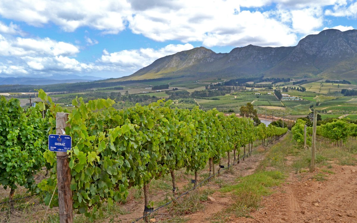 Harvest <a href="/NewtonJohnsonSA/">Newton Johnson Vineyards</a>